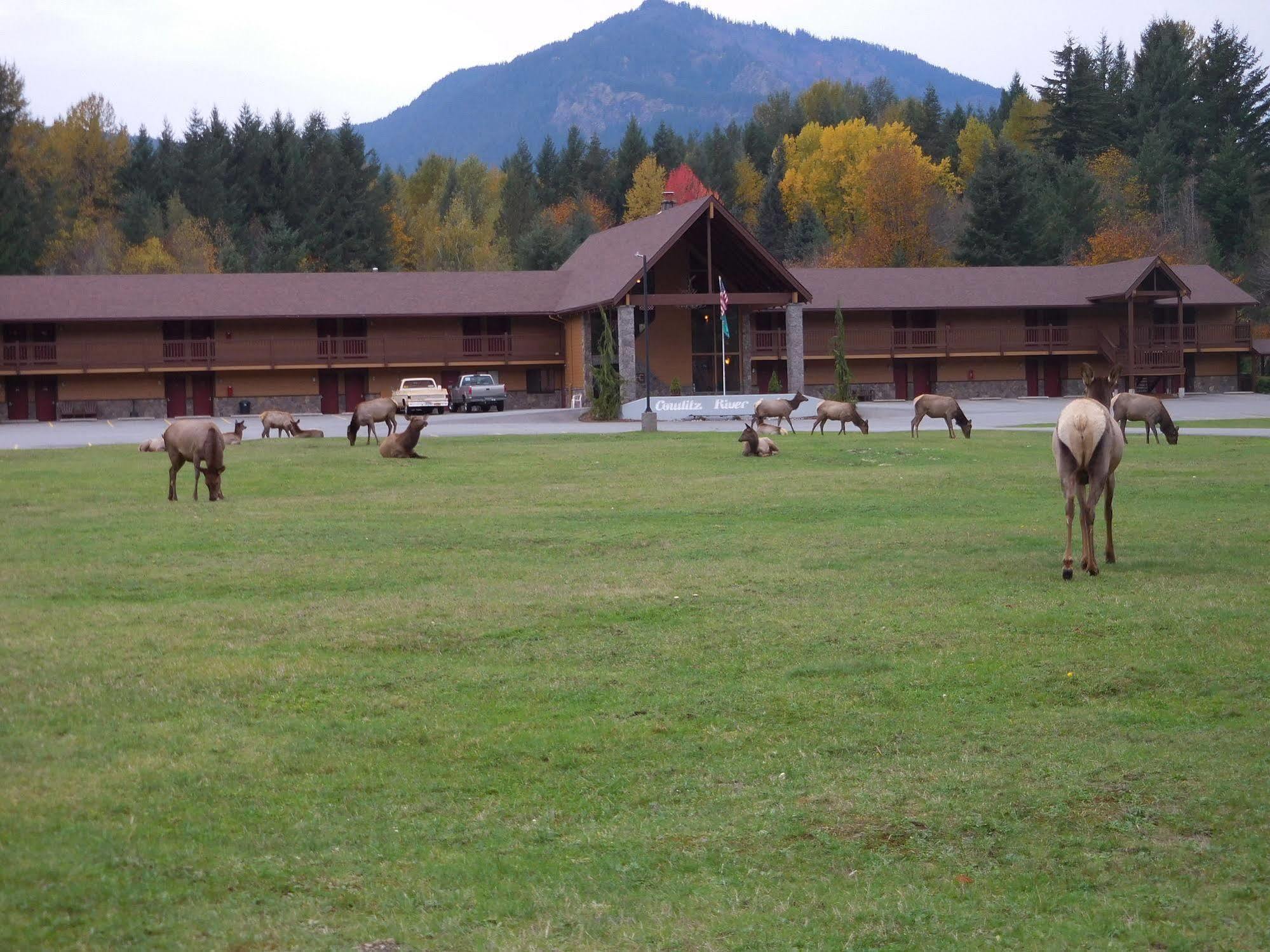 Cowlitz River Lodge Packwood Bagian luar foto