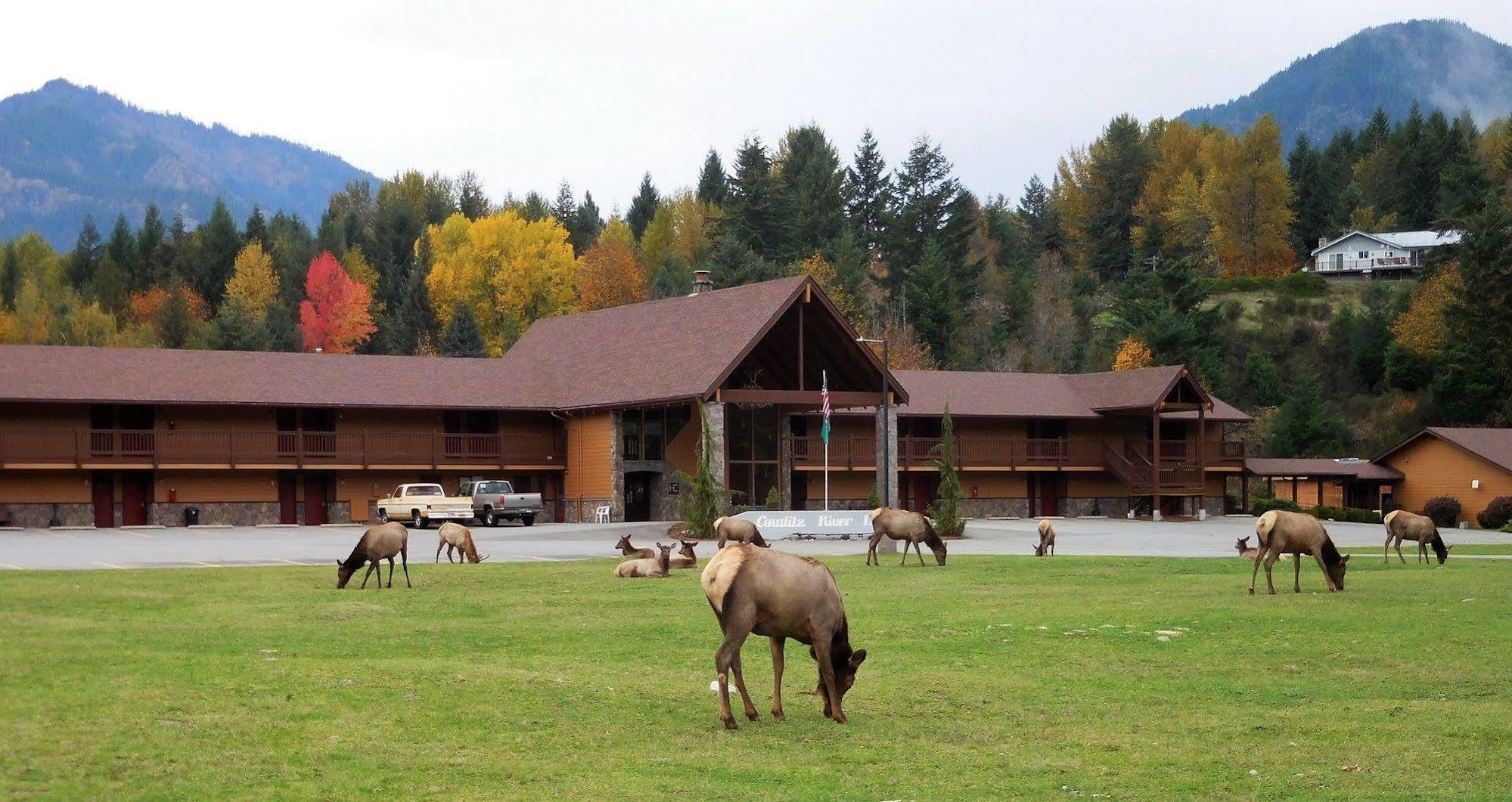 Cowlitz River Lodge Packwood Bagian luar foto